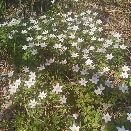 Сasa de vacaciones Tangen - With 4 Bedrooms - Great Nature *