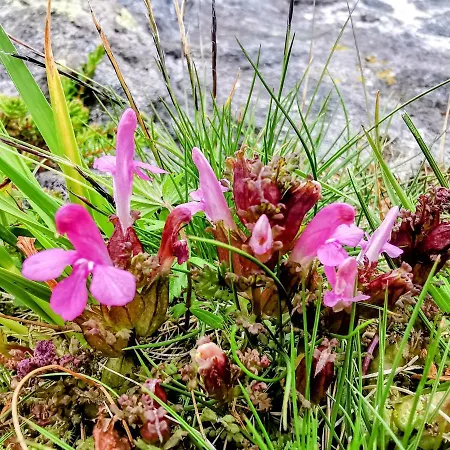 Сasa de vacaciones Tangen - With 4 Bedrooms - Great Nature Norheimsund